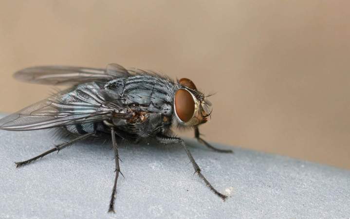 Mouches, Moucherons, Poissons d’argent, Psoques, Tiques, larves d’anthrène, Scolopendres, Araignées, Babouks, Termites, Mites Alimentaires