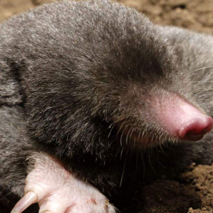 Traitements contre les taupes de vos jardins