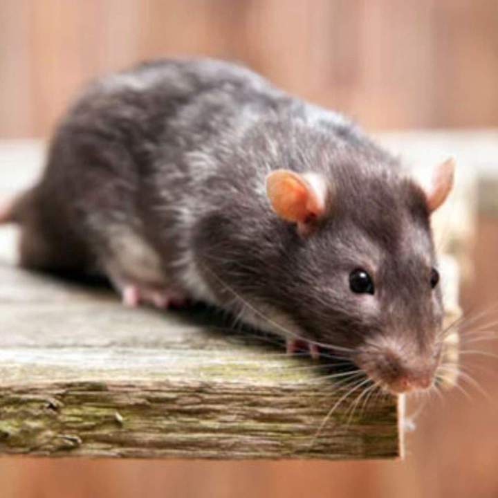 Rats, Souris, Campagnols, Lérots, Loirs, Mulots, Musaraignes, SurMulots, Fouines