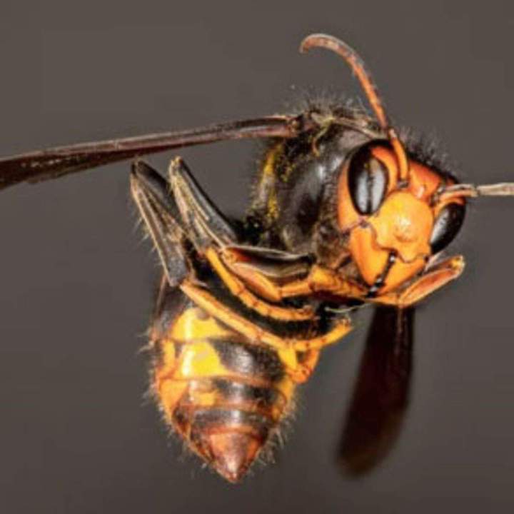 Guêpes, Frelons Asiatiques, Frelons Européens, Guêpes Polistes,