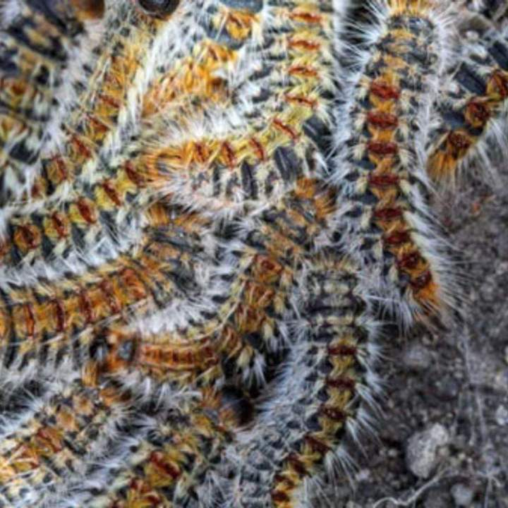 Traitement des Chenilles Processionnaires