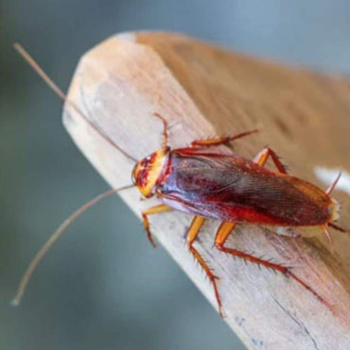 Traitement de Désinsectisation des Blattes & Cafards. (germanique, orientale, américaine)