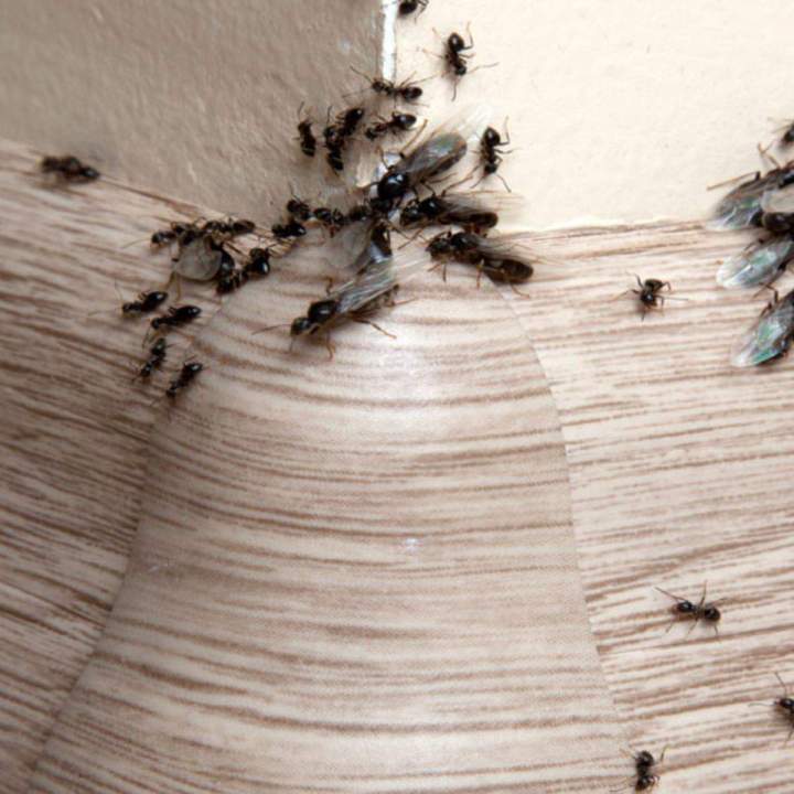 Traitement de désinsectisation des fourmis (fourmis noires, charpentières, pharaons, d’argentine, fantômes