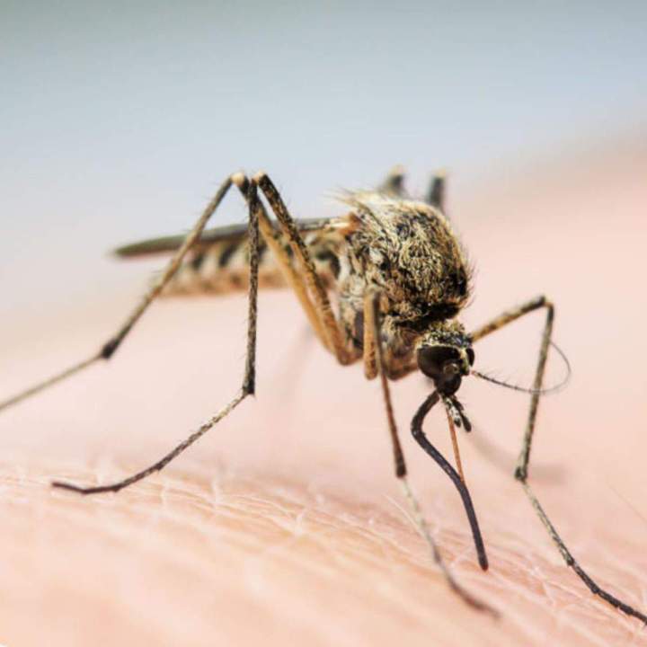 Traitement de désinsectisation des moustiques anophèles, culexs, tigres