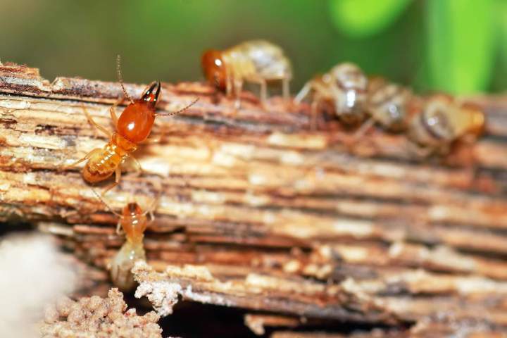 Protection bois contre termites Les Alluets-le-Roi