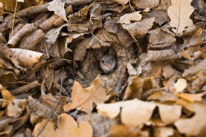 Entreprise de dératisation, Poissy