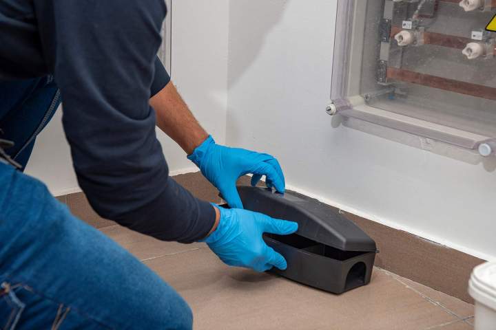 Intervention préventive rongeurs Les Alluets-le-Roi